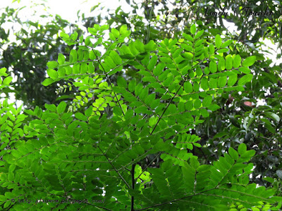 Acacia coral - Adenanthera pavonina