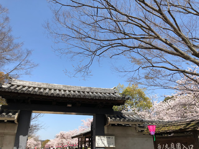 大阪城公園, 大阪賞櫻, 櫻花