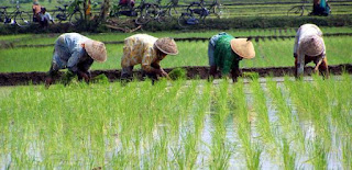 Gotong-Royong dalam menanam padi di sawah