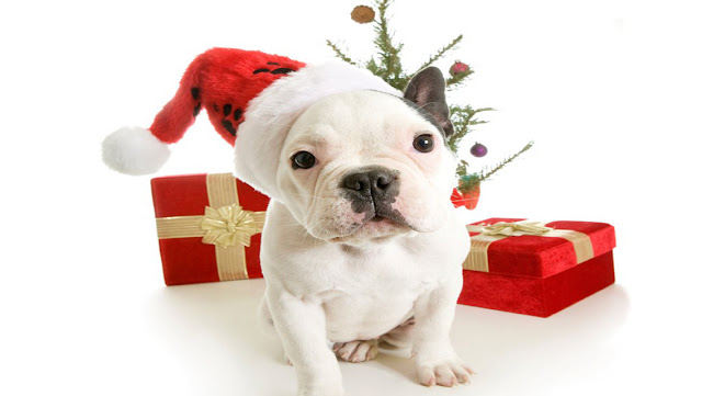 Free Christmas Puppy Dog HD Wallpapers for iPhone 5