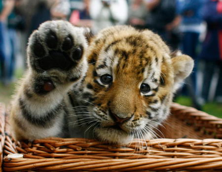 Cute Pictures Baby Tigers on Animals Animals Pictures Funny Animals Animals Wallpapers Animals Diet