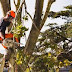 Professional Tree Removal Company in West Palm Beach FL