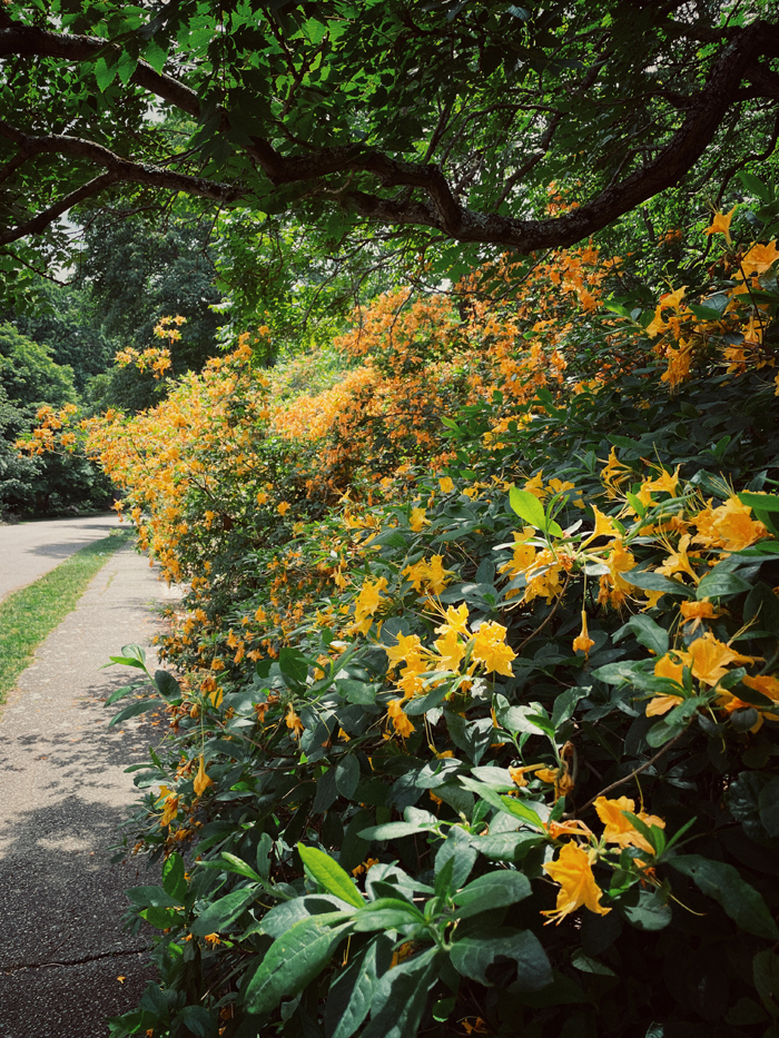 Golden azeleas at the Arnold Arboretum