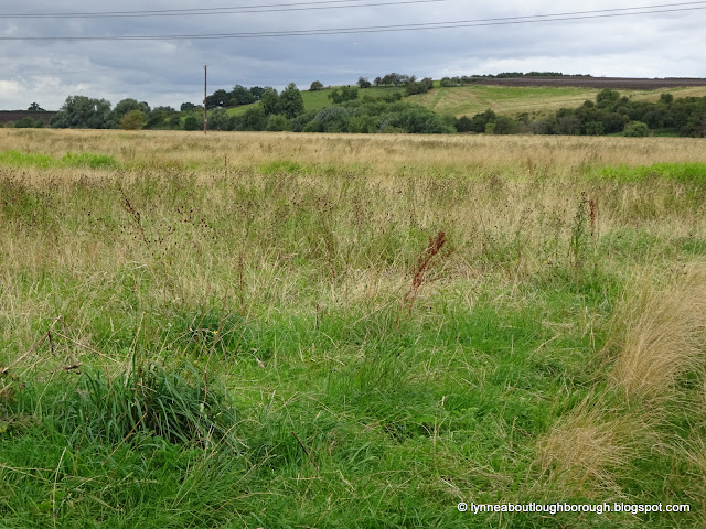 Lammas Meadow taken 1 August 2023, in the direction of the hill at Stanford-on-Soar