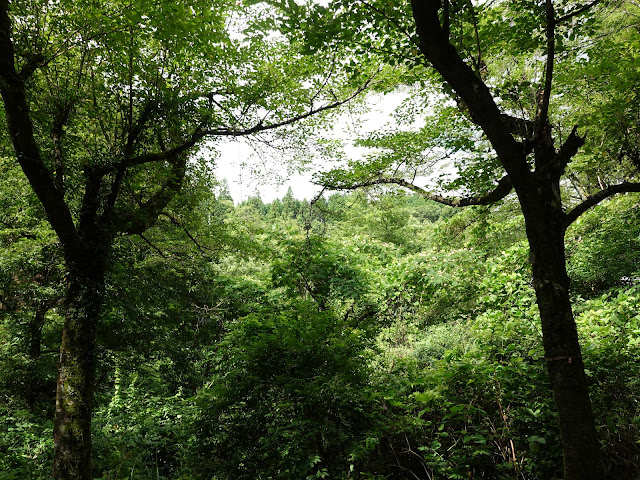 鳥取県西伯郡南部町下中谷　緑水湖遊歩道からの眺め