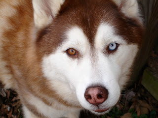 Siberian Husky