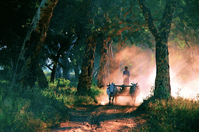 With the ox cart in upper Myanmar a paradise for environmental activists