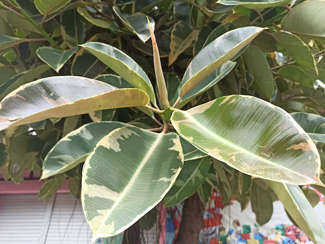 Ficus elastica, Karet Kebo Yang Getahnya Menghasilkan Lateks