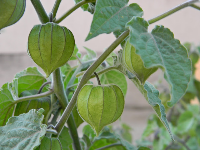 physalis, rodzynka brazylijska, miechunka peruwiańska