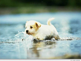 puppies images