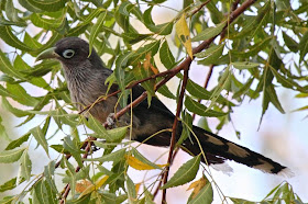 Malcoha  cara azul: Phaenicophaeus viridirostris