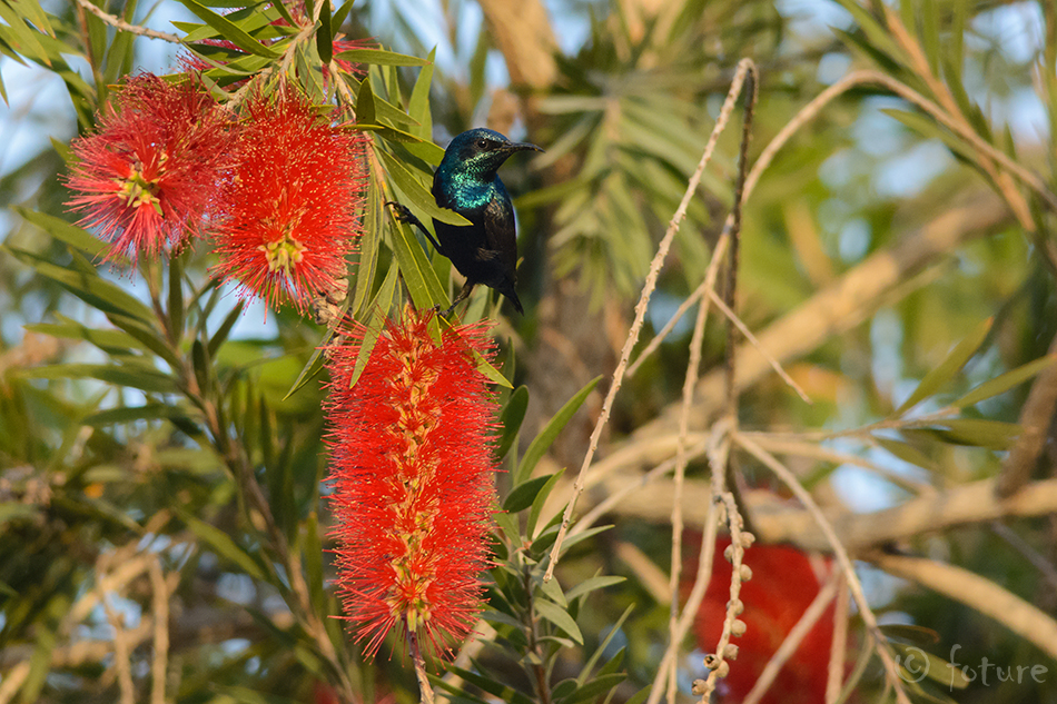 Cinnyris asiaticus, Purple Sunbird, Nectarinia asiatica, nektarilind