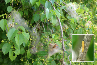 Caterpillars on one of our trees