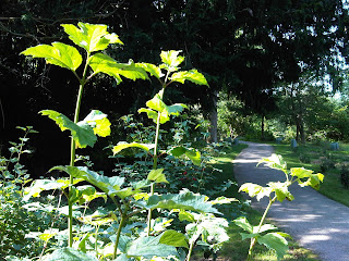 Viburnum+opulus-Compton+Verney