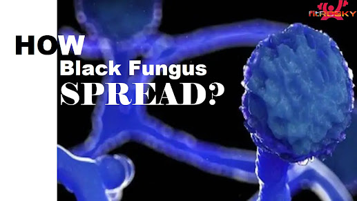 black fungus spread, mucormycosis, cause