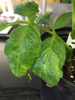 Dahlia plant with yellow flecking on the leaves caused by a virus