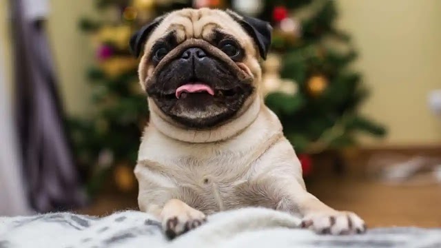 Pug: Um Companheiro Encantador para sua Família   