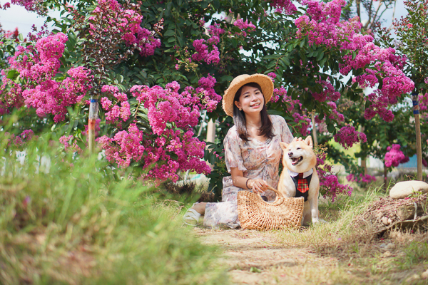 苗栗苑裡紫薇花園滿園小花紫薇盛開，樹形矮小輕鬆拍浪漫美照