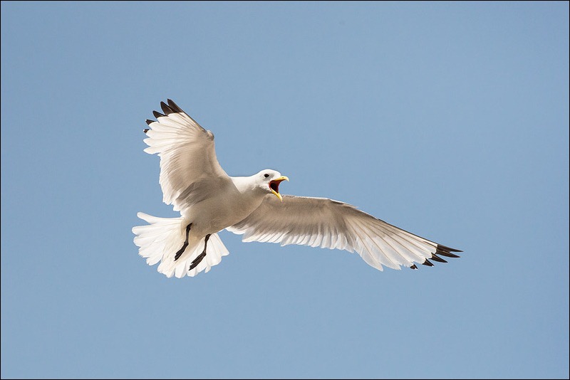 Kittiwakes