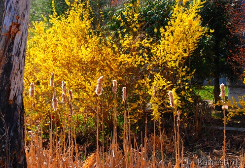 2. forsythia-kab
