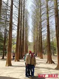 Percutian Bajet Seoul Nami Island  WINTER SONATA