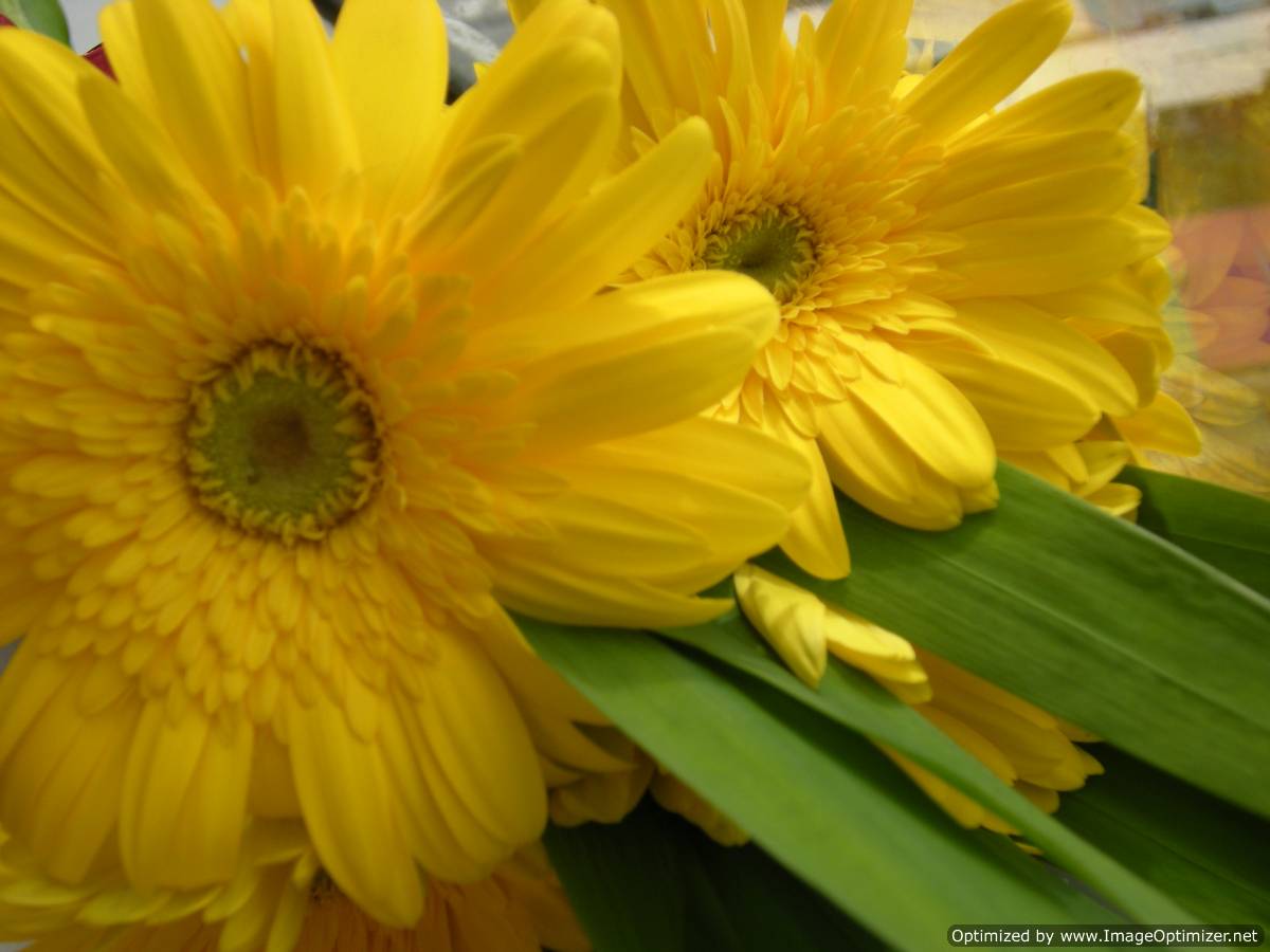 Beautiful Wallpapers: gerbera and daisy flower wallpaper