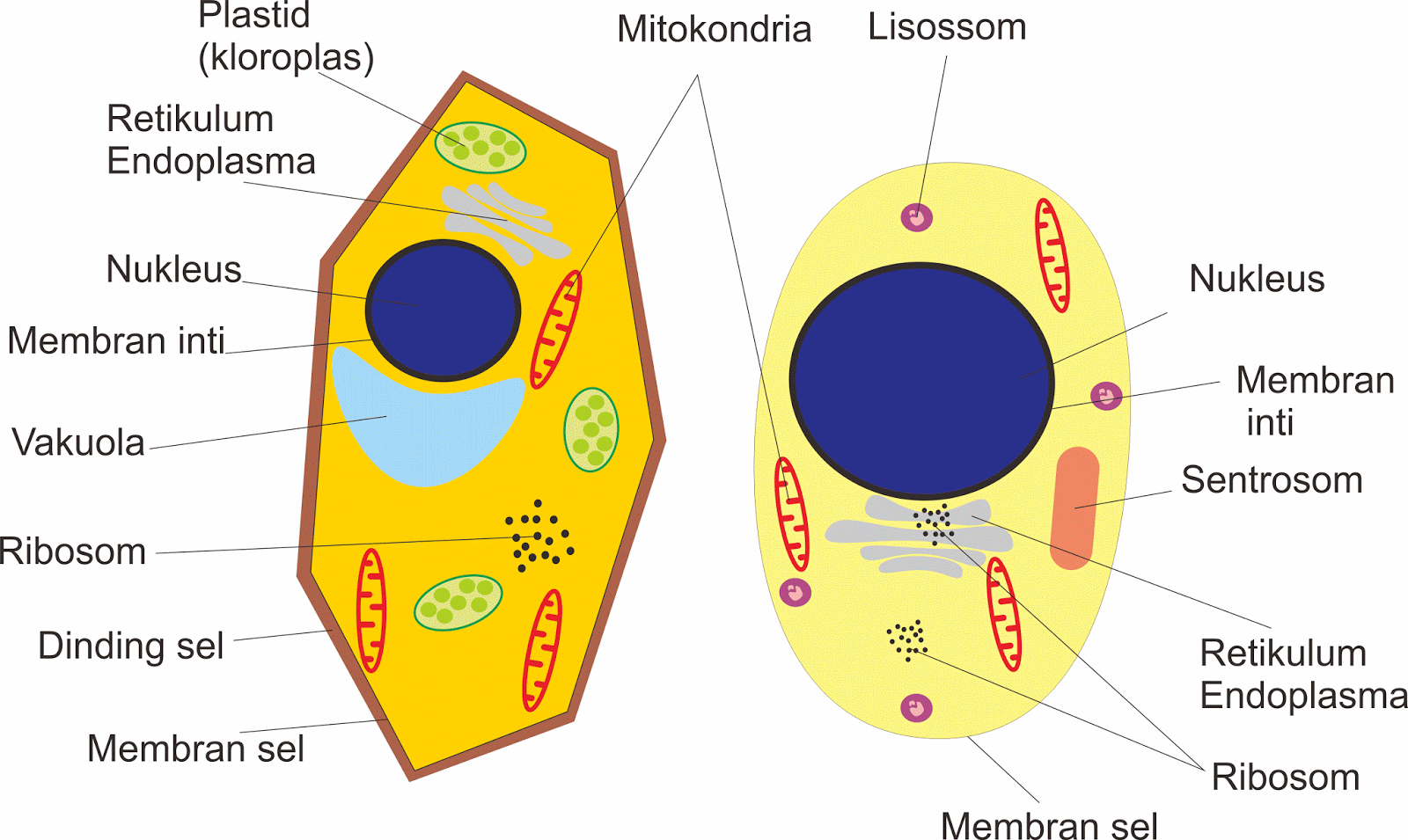 STRUKTUR SEL HEWAN DAN SEL TUMBUHAN - Biologi Sel
