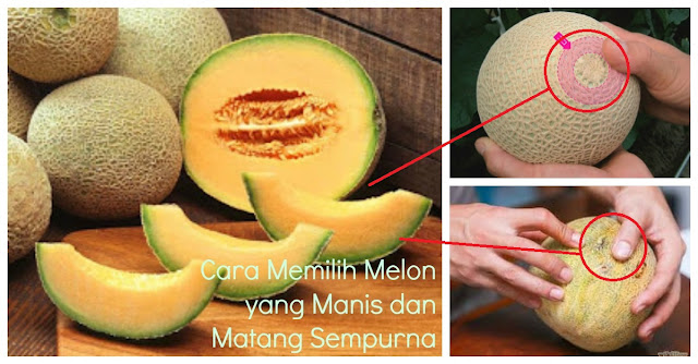 Bingung Beli Melon Tapi Takut Nggak Manis ?? Coba Tips Berguna Cara Memilih Melon yang Manis Ini, Pasti Kamu Akan Bawa Pulang Melon yang Manis Semua Deh!!