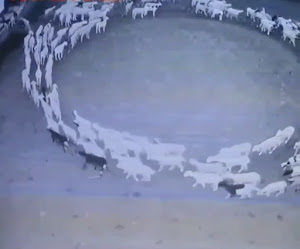 Extraño fenómeno en una granja en china. Ovejas caminando en circulo por mas de 15 dias. ¿Que ocurre.?