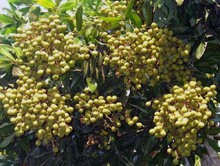 pupuk untuk tanaman kelengkeng agar cepat berbuah