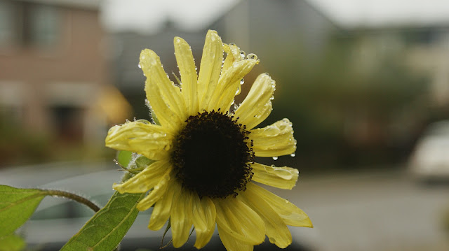 Een zachtgele zonnebloem in november, met waterdruppels die glinsteren op de bloemblaadjes, omlijst door een grijze herfstdag