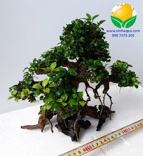 Lũa bonsai thủy sinh cột ráy nana 1500