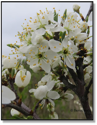 Kirschblüten