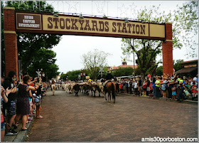 Vaqueros y Ganado en Fort Worth Stockyards, Texas