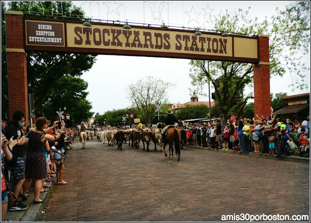 Vaqueros y Ganado en Fort Worth Stockyards, Texas