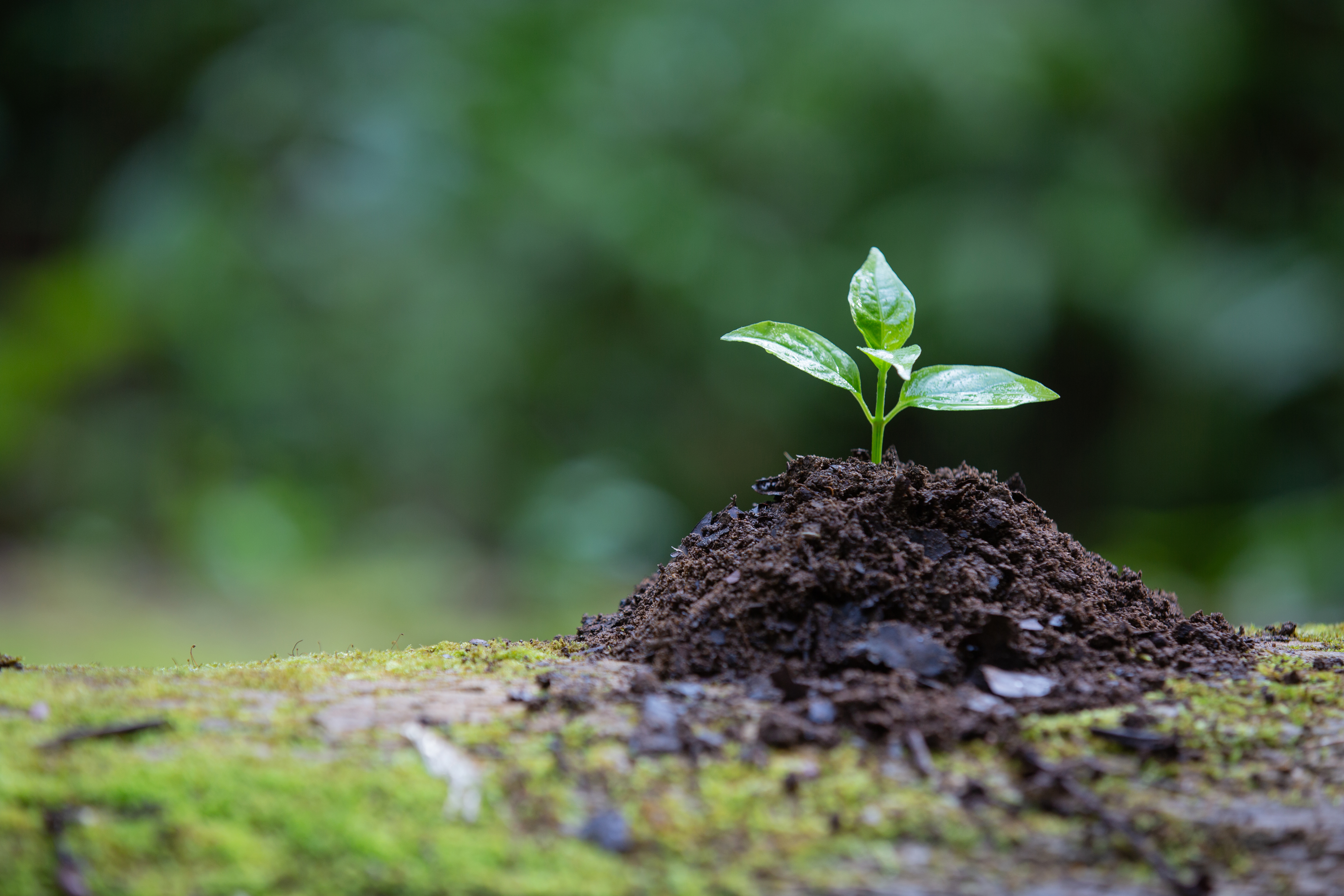 A little plant on a pile of soil with a blurred environmental background