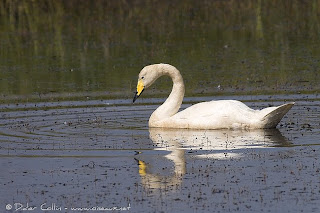 Cisne cantor Cygnus cygnus