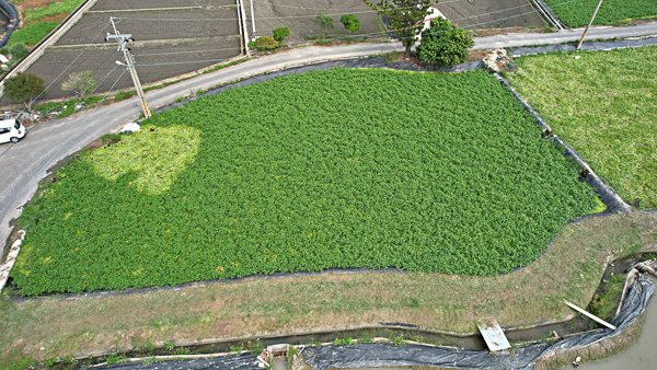 台中霧峰泉水埤生態園區，隱藏在乾溪自行車道旁稻田間的小秘境