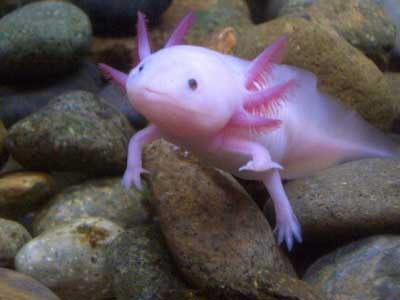 fish with hands- السمكة التي لها أرجل و أيدي -الأكسولوتل أو السمندل أو عفريت الماء-  Axolotl 