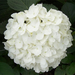 Beautiful White Hydrangea for Wedding Flower