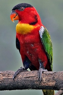  Burung  Science 10 Burung  Nuri Dengan Warna Bulu  Tercantik 