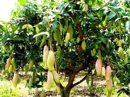 आंबा झाड संपूर्ण माहिती मराठी । Mango Tree Information In Marathi