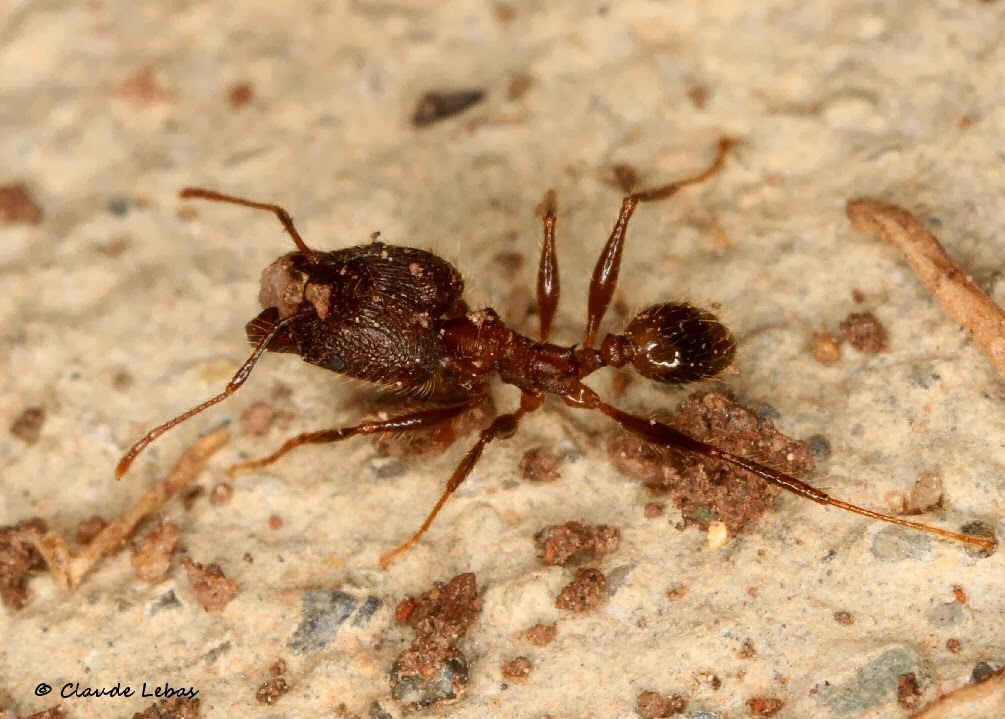 http://fourmis-laos.blogspot.fr/2014/02/pheidole-sp-1.html