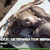 DETERMINATION MERMAID FLESH ON THE BEACH OF SPAIN - INCREDIBLE VIDEO