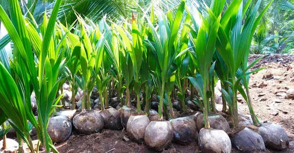 നടീൽ കാലമായി; തെങ്ങിൻതൈ നടുമ്പോൾ ശ്രദ്ധിക്കേണ്ട കാര്യങ്ങൾ | coconut plant cultivation tips