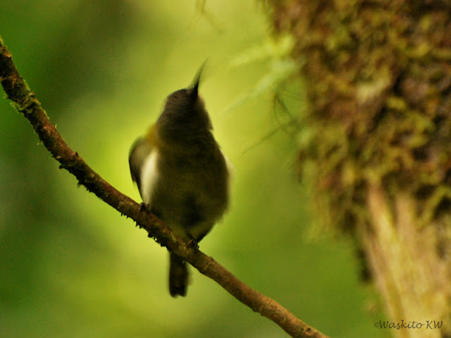 Burung Madu Gunung | White-flanked Sunbird female