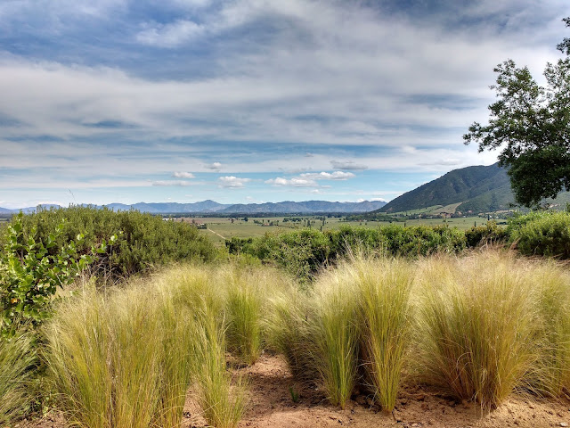 Viñedo Apalta, Valle Apalta, Colchagua, Chile