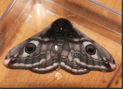 Emperor-Moth