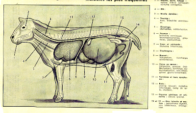 Anatomie mouton