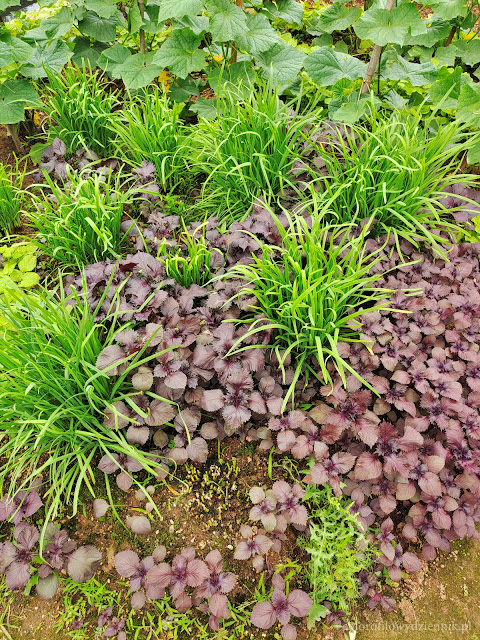 Perilla frutescens crispa shiso chińska bazylia zioła pachnotka zwyczajna bazyliowata deulkkae uprawa opis pielegnacja siew Beefsteak jak smakuje wyglada czy jest jadalna zastosowanie wyglad hodowla w Polsce w ogrodku